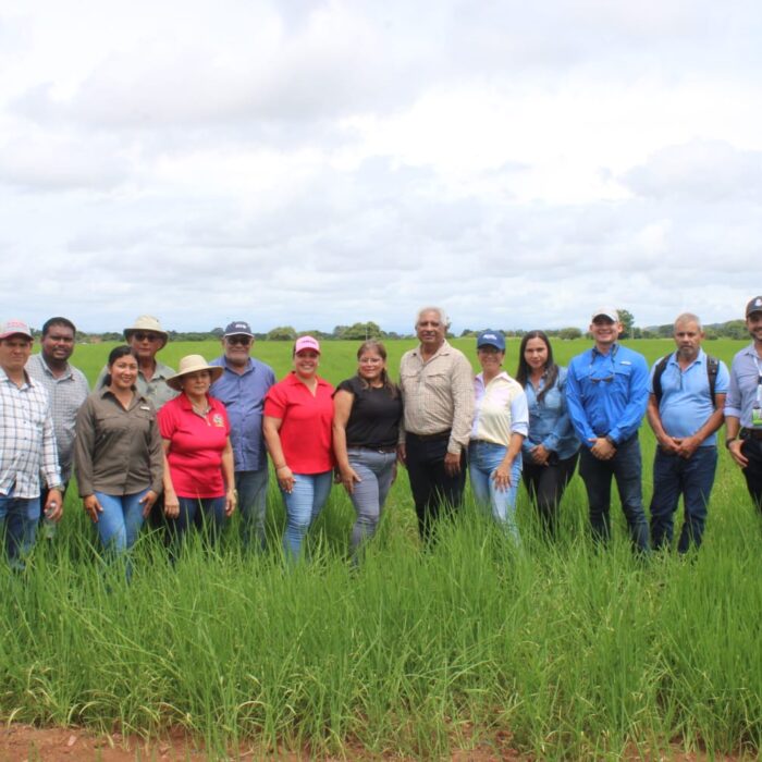 MIDA proyecta la producción de arroz bajo en carbono.